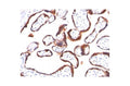 Anti-hCG-beta antibody [5H4-E2] (STJ16100284) – Figure 1 of 1