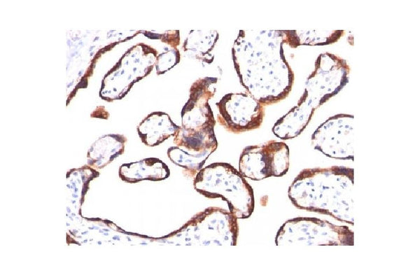 Anti-hCG-beta antibody [5H4-E2] (STJ16100284) – Figure 1 of 1