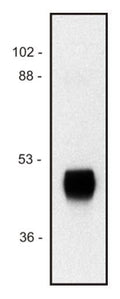 Mouse Anti-Horseradish/Tag HRP antibody {HRP} (STJ16100611) – Figure 1 of 1