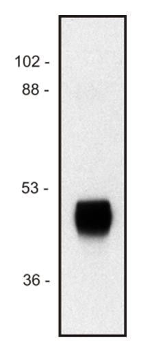 Mouse Anti-Horseradish/Tag HRP antibody {HRP} (STJ16100611) – Figure 1 of 1
