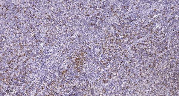 Anti-AHNAK antibody (5720-5800 aa) (STJ190105) – Figure 1 of 1