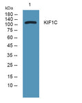 Anti-KIF1C antibody (1110-1190 aa) (STJ190107) – Figure 1 of 1