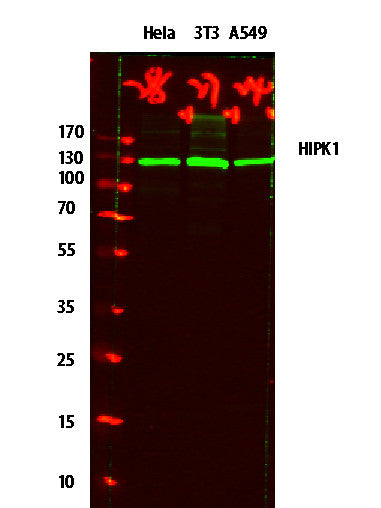 Anti-HIPK1 antibody (290-370 aa) (STJ190111) – Figure 1 of 1
