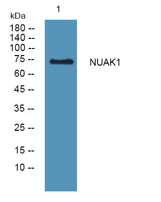 Anti-NUAK1 antibody (530-610 aa) (STJ190113) – Figure 1 of 1