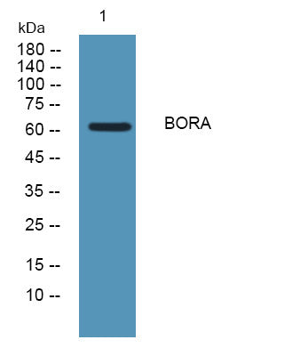 Anti-BORA antibody (440-520 aa) (STJ190128) – Figure 1 of 1