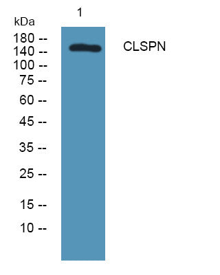 Anti-CLSPN antibody (10-90 aa) (STJ190129) – Figure 1 of 1