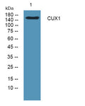 Anti-CUX1 antibody (1150-1230 aa) (STJ190132) – Figure 1 of 1