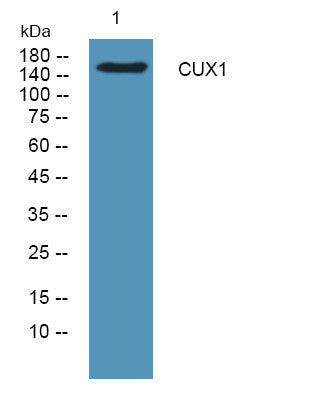 Anti-CUX1 antibody (1150-1230 aa) (STJ190132) – Figure 1 of 1