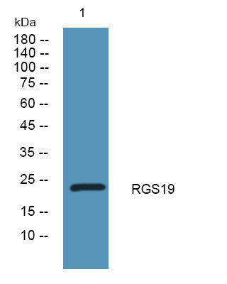 Anti-RGS19 antibody (90-170 aa) (STJ190133) – Figure 1 of 1