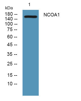 Anti-NCOA1 antibody (1120-1200 aa) (STJ190140) – Figure 1 of 1