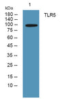 Anti-TLR5 antibody (730-810 aa) (STJ190142) – Figure 1 of 1