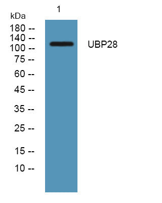 Anti-USP28 antibody (650-730 aa) (STJ190145) – Figure 1 of 1