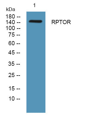 Anti-RPTOR antibody (730-810 aa) (STJ190148) – Figure 1 of 1