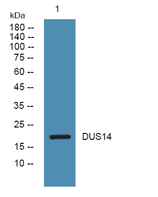 Anti-DUSP14 antibody (120-200 aa) (STJ190190) – Figure 1 of 1
