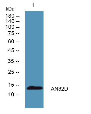 Anti-ANP32D antibody (1-80 aa) (STJ190191) – Figure 1 of 1