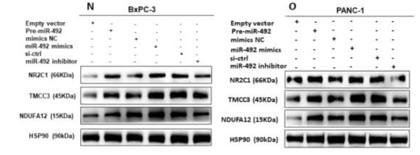 Anti-NR2C1 antibody (40-120 aa) (STJ190193) – Figure 1 of 1