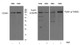 Anti-FOXM1 antibody (190-270 aa) (STJ190208) – Figure 1 of 1