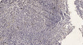 Anti-AKAP6 antibody (30-110 aa) (STJ190212) – Figure 1 of 1