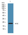 Anti-H1-10 antibody (100-180 aa) (STJ190241) – Figure 1 of 1