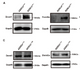Anti-DNMT3A antibody (10-90 aa) (STJ190270) – Figure 1 of 1