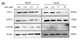 Anti-MT-CO1 antibody (380-460 aa) (STJ190281) – Figure 1 of 1