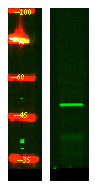 Anti-CRLF3 antibody (270-350 aa) (STJ190292) – Figure 1 of 1