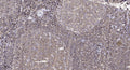Anti-FAT1 antibody (1140-1220 aa) (STJ190301) – Figure 1 of 1