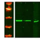 Anti-IFRD2 antibody (260-340 aa) (STJ190329) – Figure 1 of 1