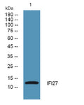 Anti-IFI27 antibody (1-80 aa) (STJ190336) – Figure 1 of 1