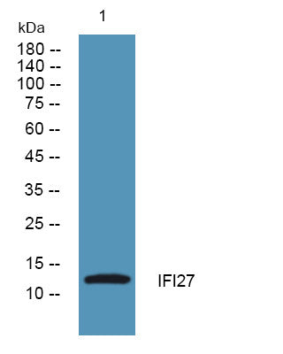 Anti-IFI27 antibody (1-80 aa) (STJ190336) – Figure 1 of 1