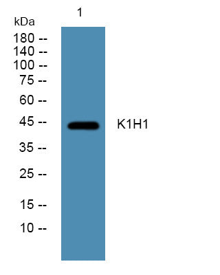 Anti-KRT31 antibody (10-90 aa) (STJ190348) – Figure 1 of 1