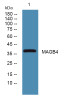 Anti-MAGEB4 antibody (1-80 aa) (STJ190361) – Figure 1 of 1