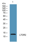 Anti-LAMTOR2 antibody (10-90 aa) (STJ190366) – Figure 1 of 1