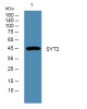 Anti-SYT2 antibody (40-120 aa) (STJ190399) – Figure 1 of 1