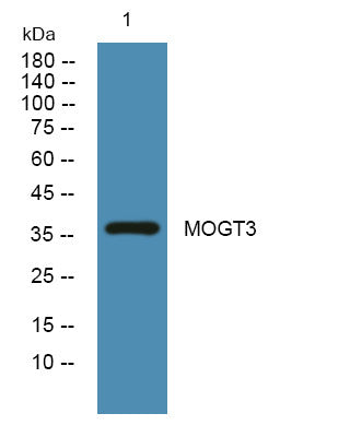 Anti-MOGAT3 antibody (10-90 aa) (STJ190452) – Figure 1 of 1