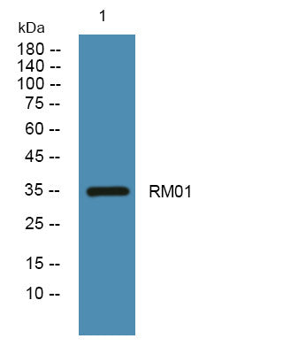 Anti-MRPL1 antibody (150-230 aa) (STJ190455) – Figure 1 of 1