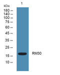 Anti-MRPL30 antibody (40-120 aa) (STJ190459) – Figure 1 of 1