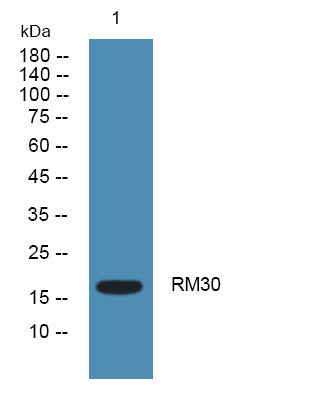Anti-MRPL30 antibody (40-120 aa) (STJ190459) – Figure 1 of 1