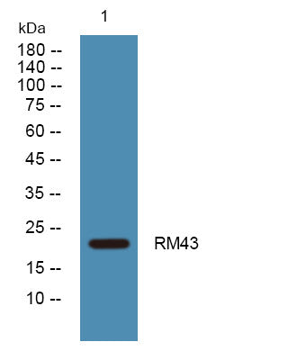 Anti-MRPL43 antibody (120-200 aa) (STJ190462) – Figure 1 of 1