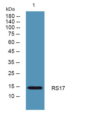Anti-RPS17 antibody (30-110 aa) (STJ190469) – Figure 1 of 1