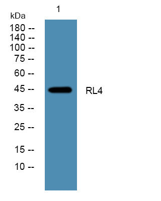 Anti-RPL4 antibody (130-210 aa) (STJ190486) – Figure 1 of 1