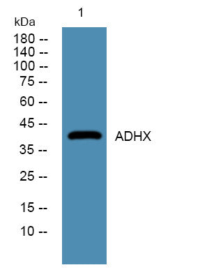 Anti-ADH5 antibody (280-360 aa) (STJ190530) – Figure 1 of 1
