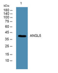 Anti-ANGPTL5 antibody (230-310 aa) (STJ190550) – Figure 1 of 1