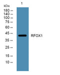 Anti-RBFOX1 antibody (50-130 aa) (STJ190568) – Figure 1 of 1