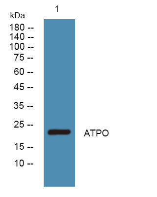 Anti-ATP5PO antibody (1-80 aa) (STJ190574) – Figure 1 of 1