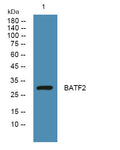 Anti-BATF2 antibody (180-260 aa) (STJ190599) – Figure 1 of 1