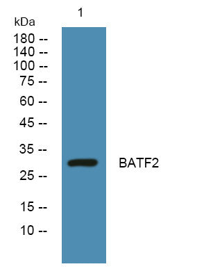 Anti-BATF2 antibody (180-260 aa) (STJ190599) – Figure 1 of 1