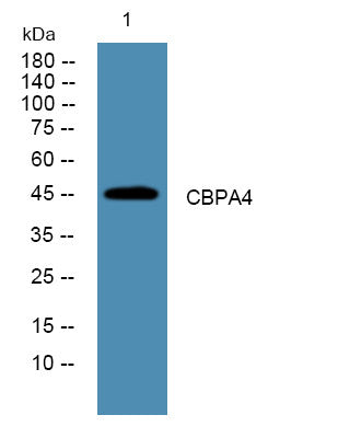 Anti-CPA4 antibody (STJ190657) – Figure 1 of 1