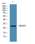 Anti-CEACAM7 antibody (STJ190665) – Figure 1 of 1
