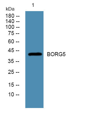 Anti-CDC42EP1 antibody (STJ190675) – Figure 1 of 1